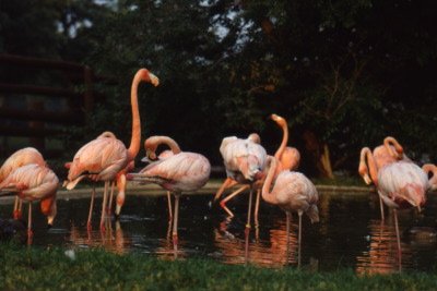 flamingos.psd