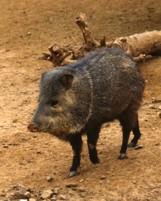 hog.psd